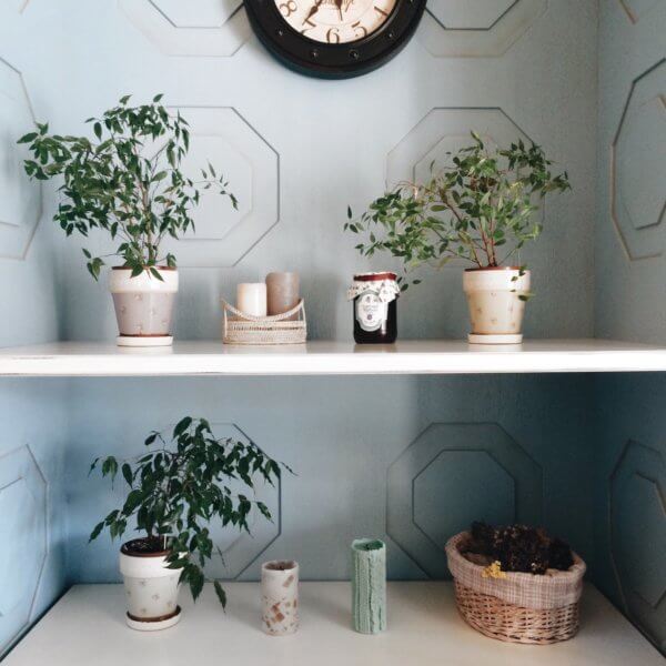 decorating house with small plants 