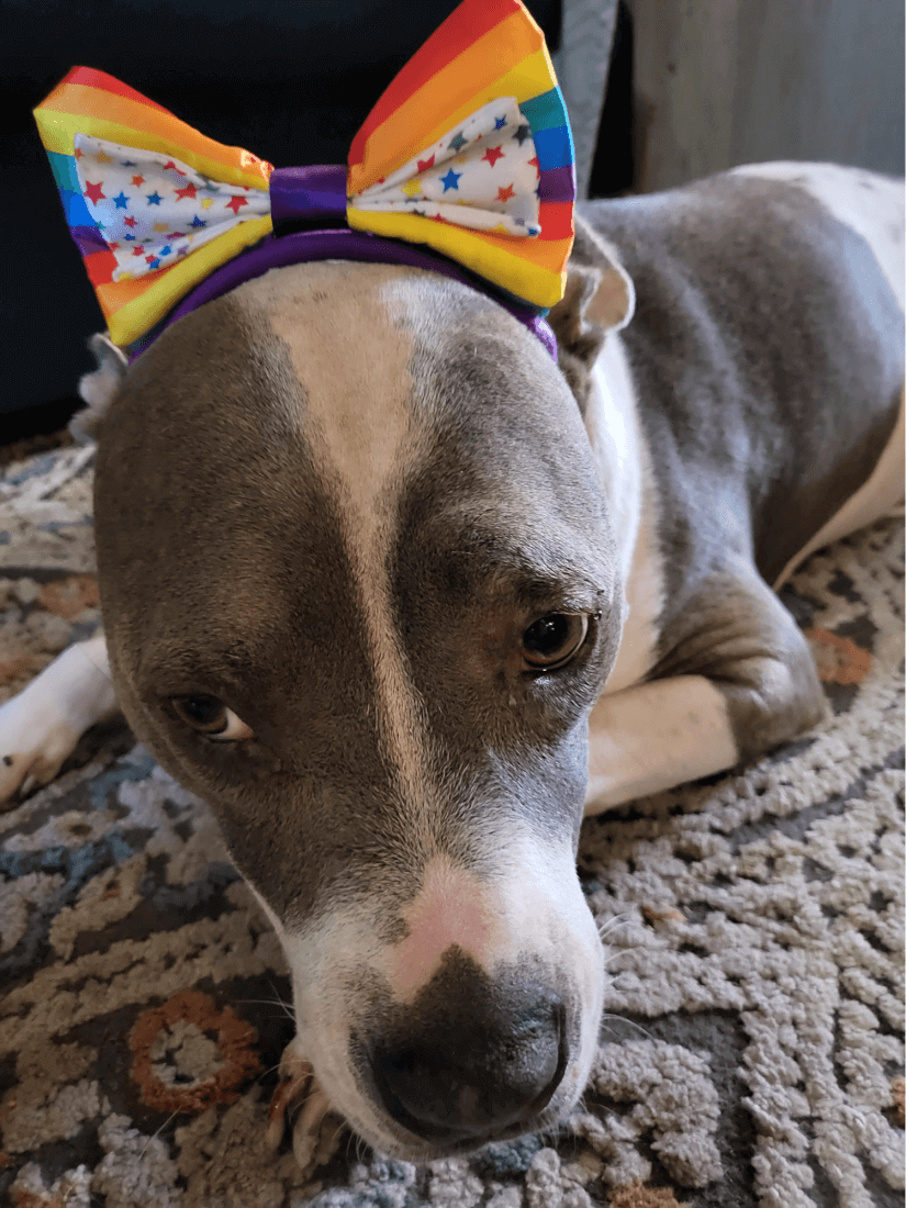 Chime member Kristen uses SpotMe to adopt a service dog